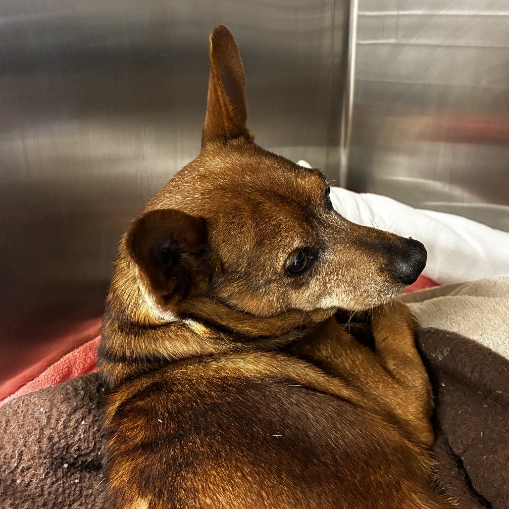 Smokey the Bear — thumbnail 7