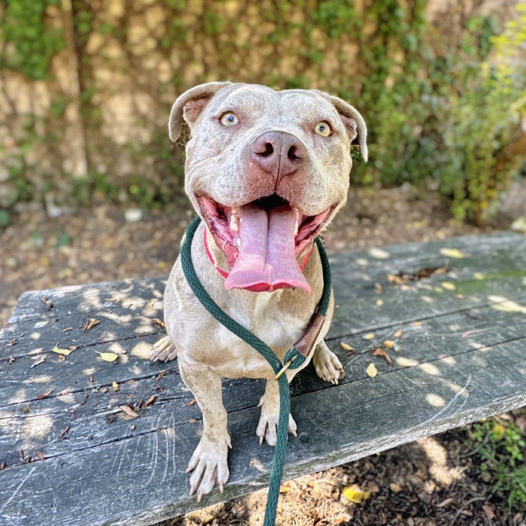 Pumpkin — thumbnail 2