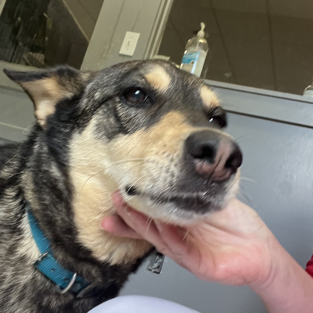 SABLE - Cattle Dog / Shepherd available for adoption