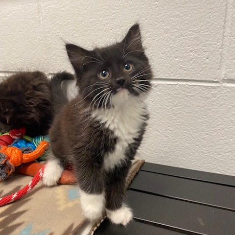 LORDE - Domestic Longhair available for adoption