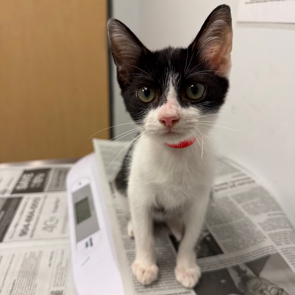 CELESTE - Domestic Shorthair available for adoption