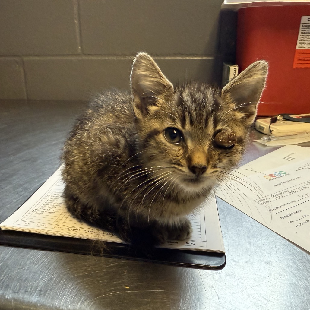 Tusc Stray 84652