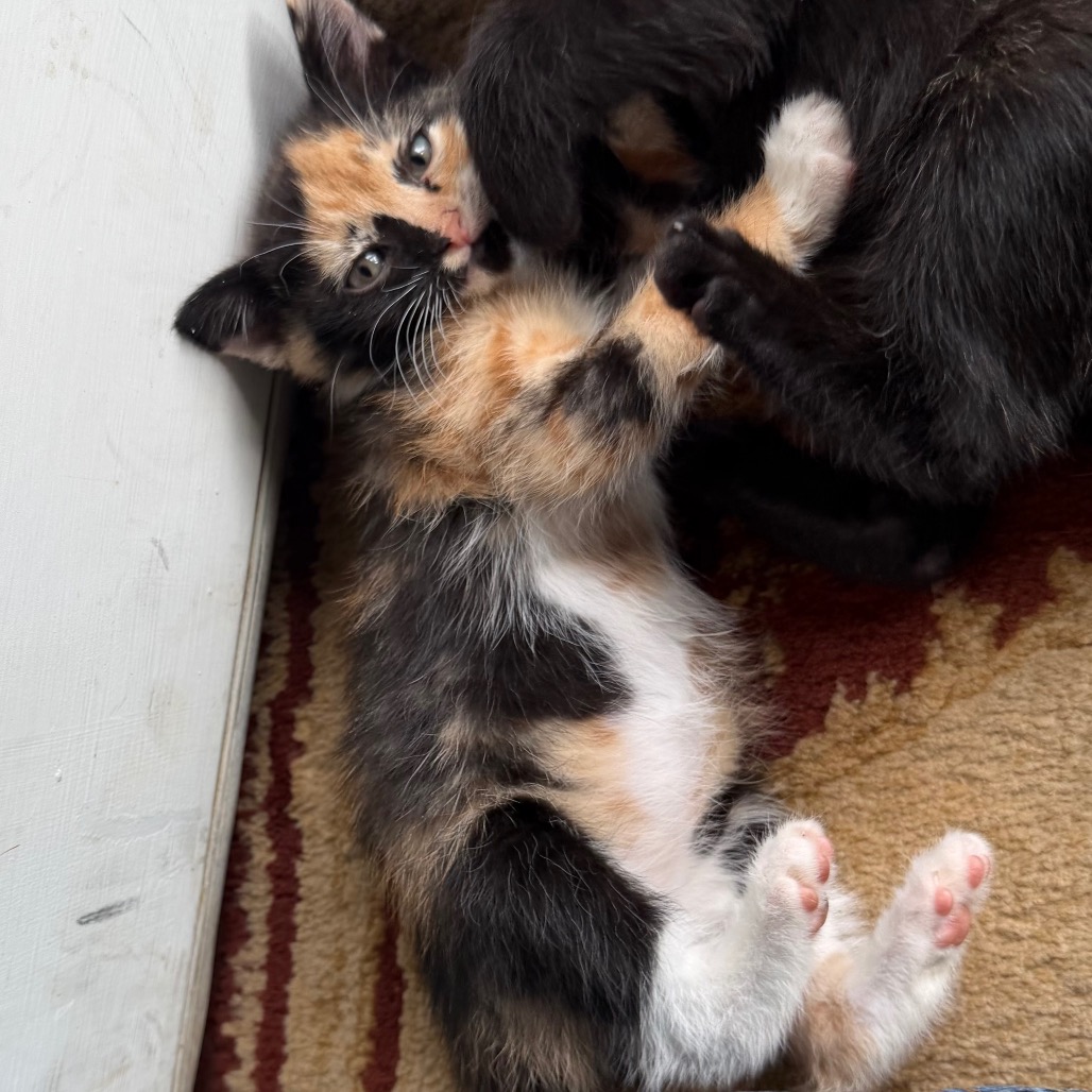 STARFIRE (ADOPTION PENDING) - Domestic Shorthair available for adoption