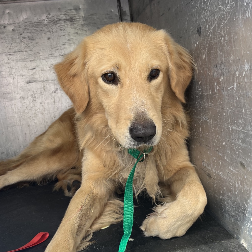 AIR BUCKY - Retriever, Golden / Mix available for adoption