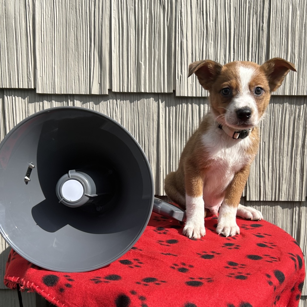 Bullhorn