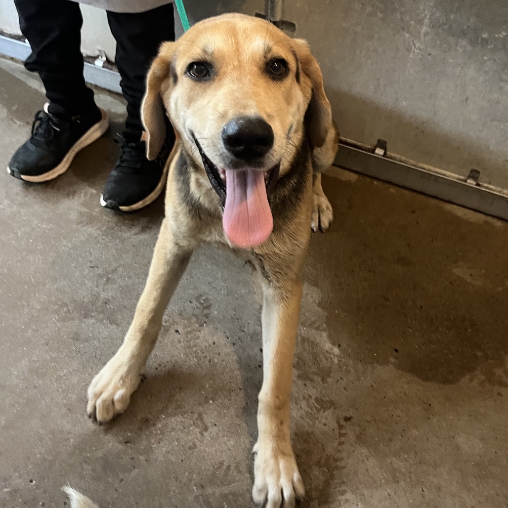 ROBIN - Shepherd / Mixed Breed (Medium) available for adoption