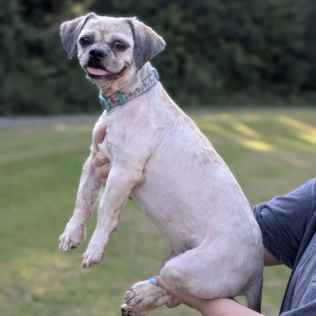 Wookiee 08-1710, photo 5