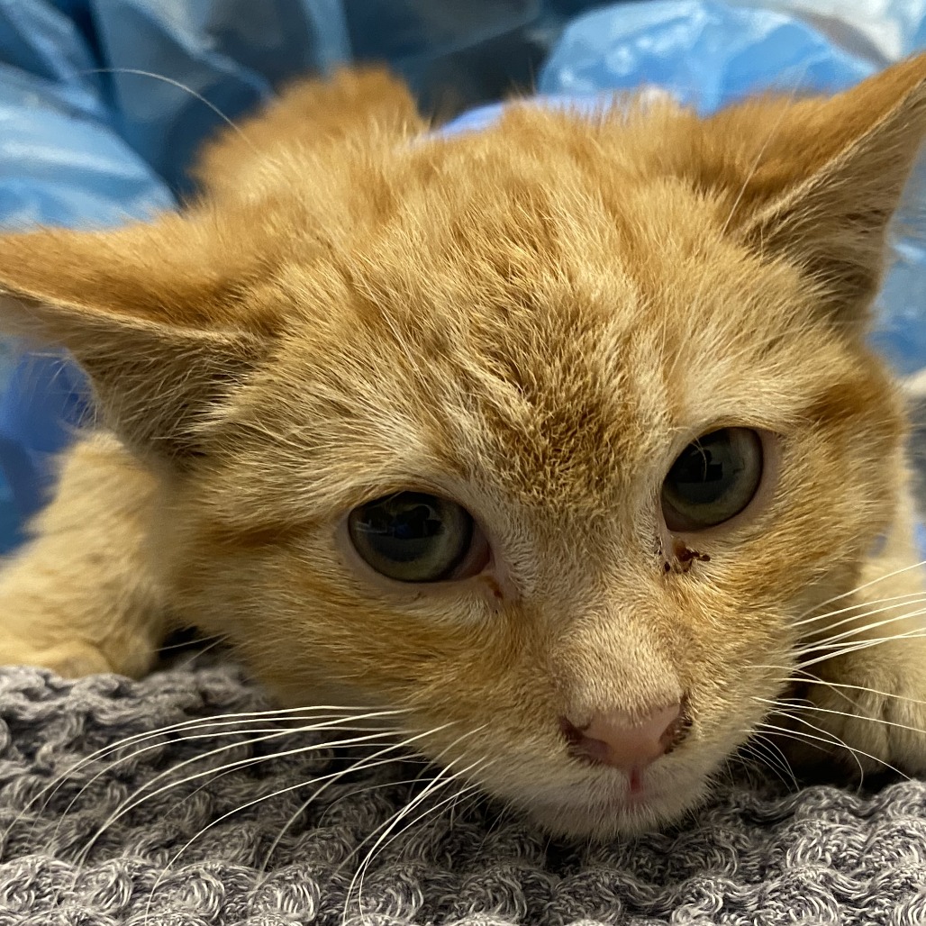 Cabbage — thumbnail 2