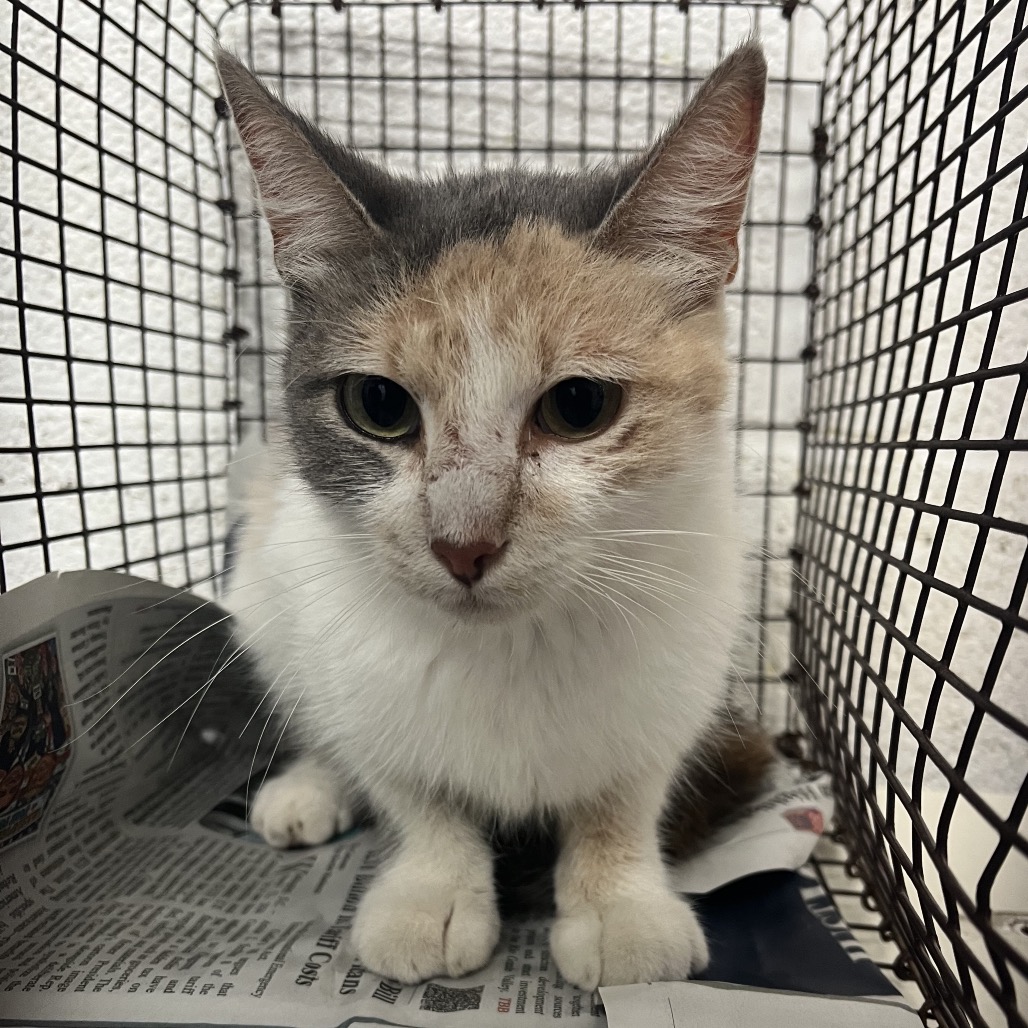 CLAWROLINE - Domestic Shorthair available for adoption