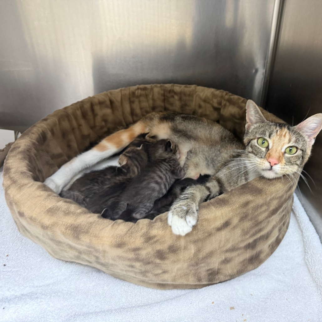 SLOTS - Domestic Shorthair available for adoption