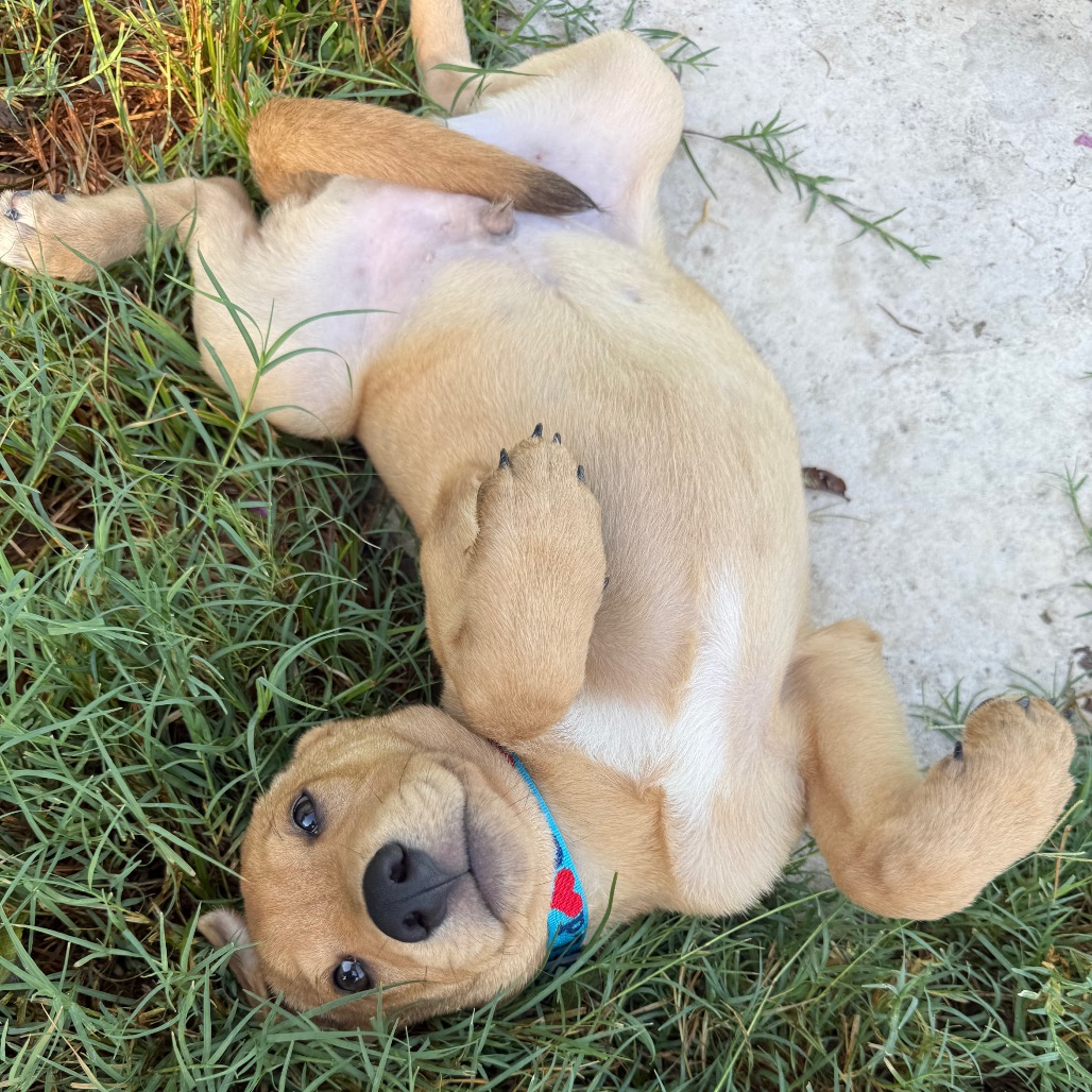 ANDOUILLE - Retriever, Golden / Retriever, Yellow Labrador available for adoption