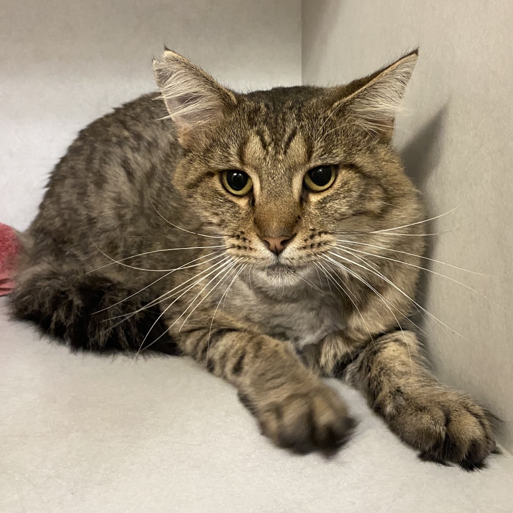 GRIZZLEY - Domestic Shorthair available for adoption