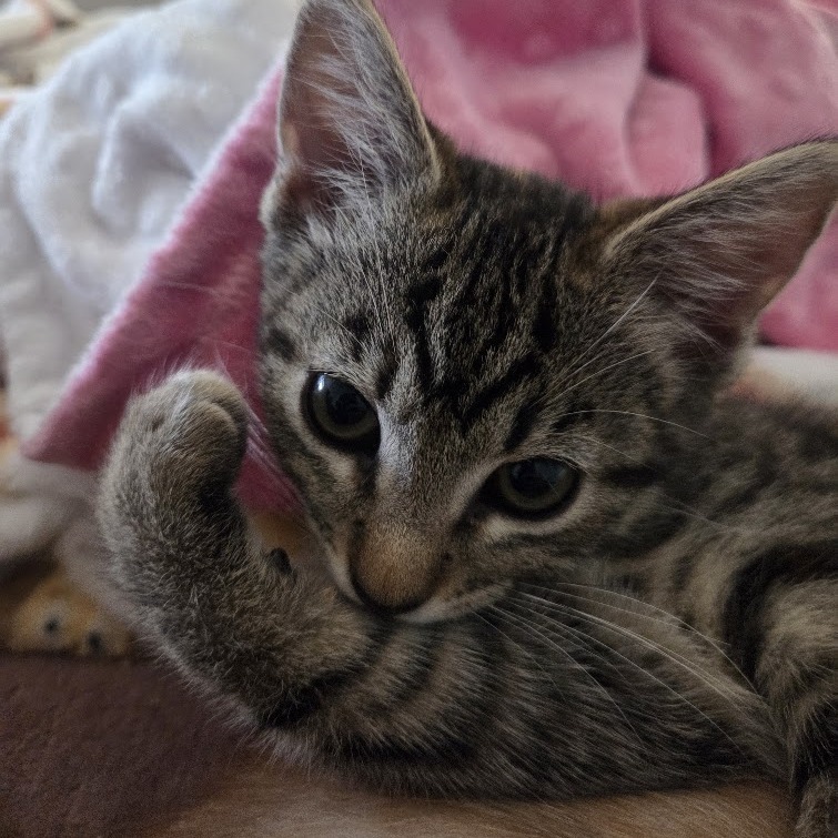 Figgy, photo 3