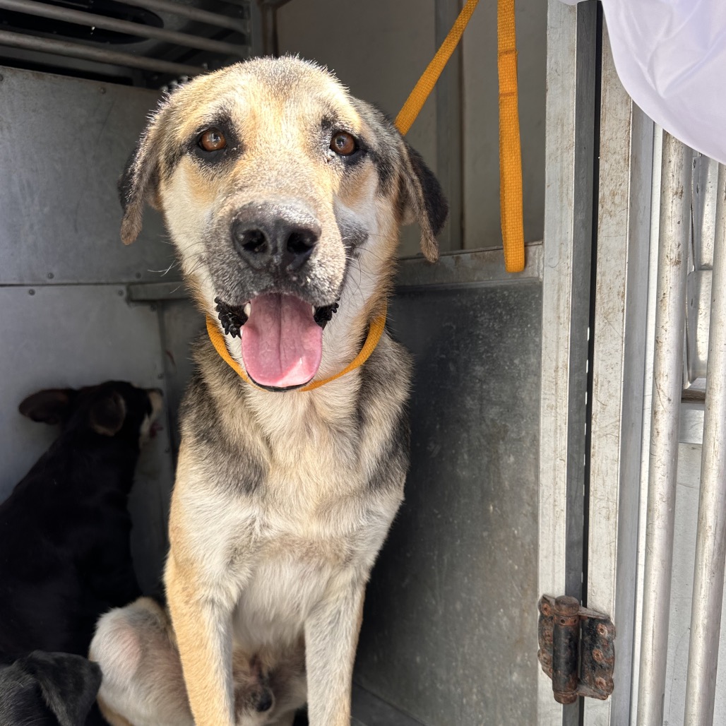CASH - Shepherd / Mix available for adoption