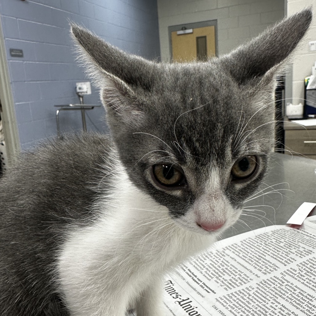 DOCIE - Domestic Shorthair available for adoption