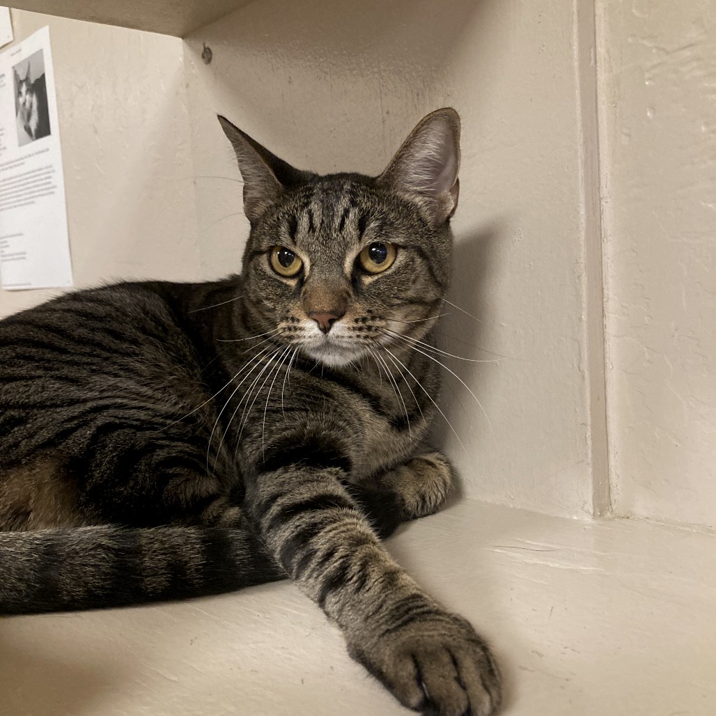 Meet Roo, a Domestic Shorthair Cat Available For Adoption | Lost Our Home