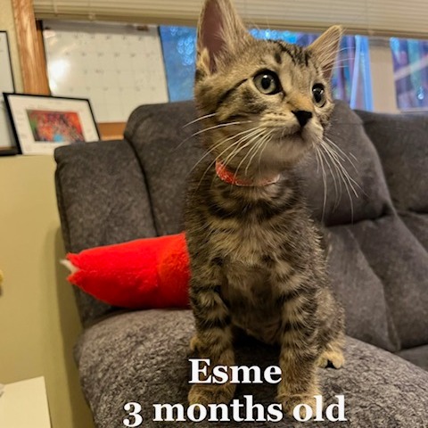 Esme C12415
