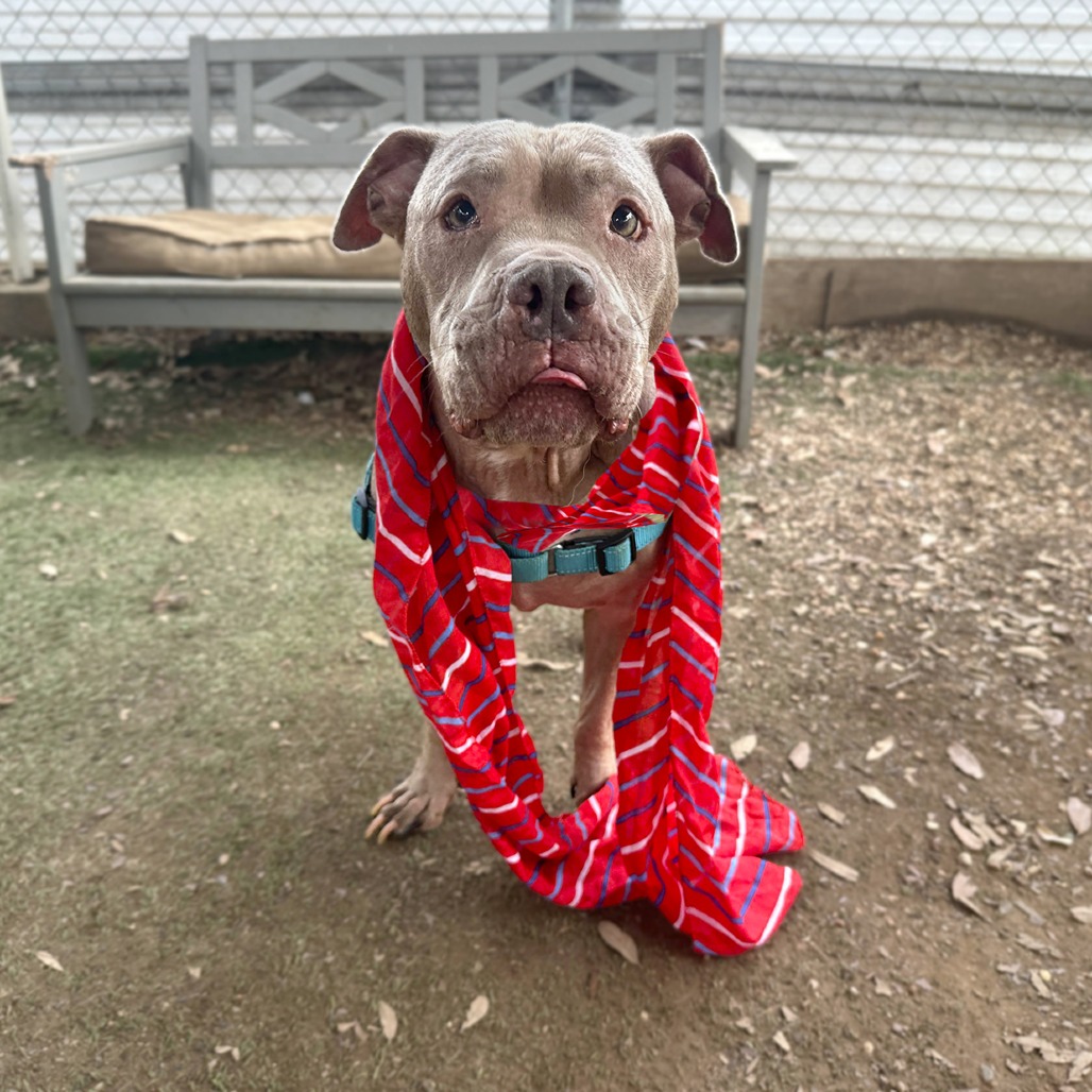 Georgiana, adoptable senior dog