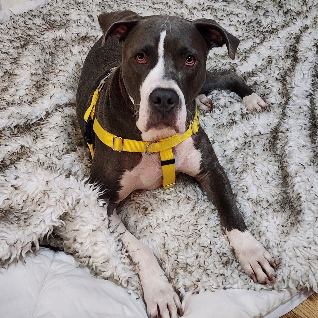 TOUCH OF GREY - Terrier, American Pit Bull / Mix available for adoption