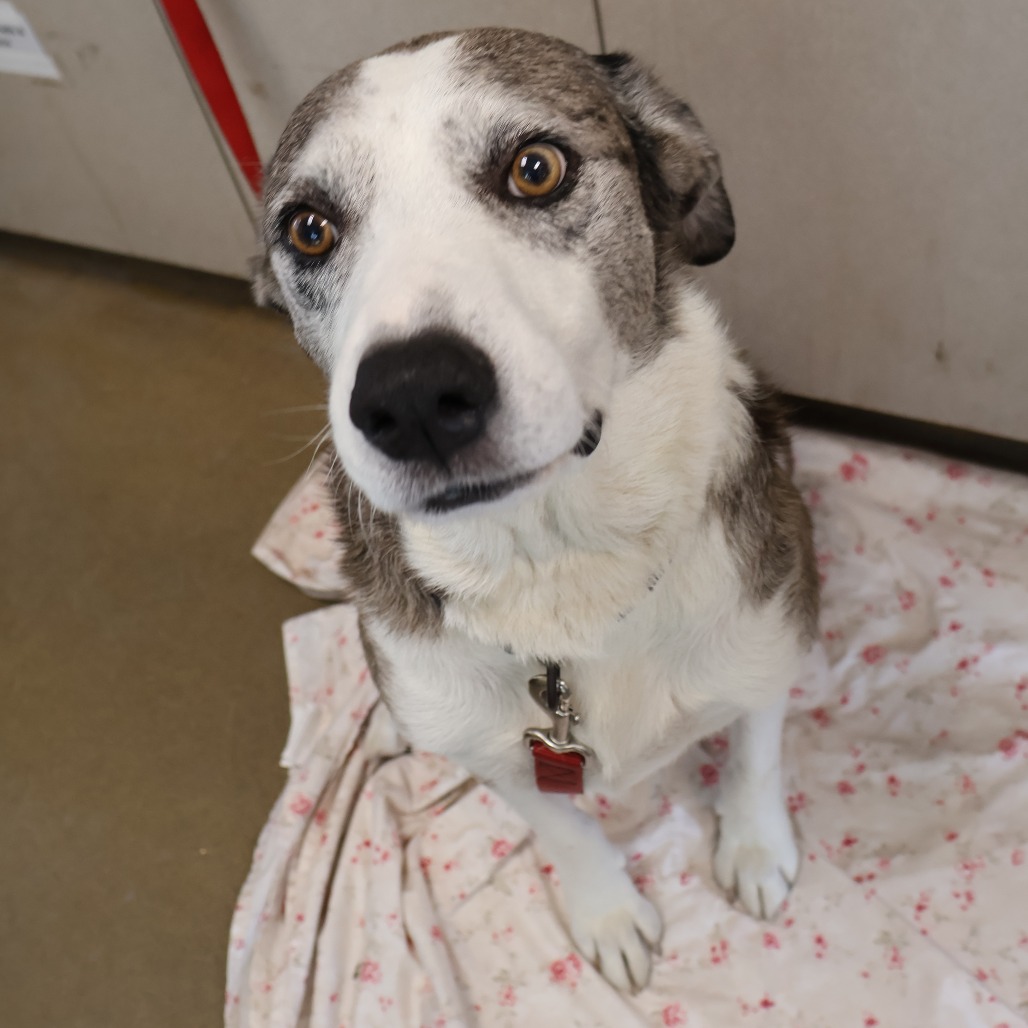 Pongo, photo 9