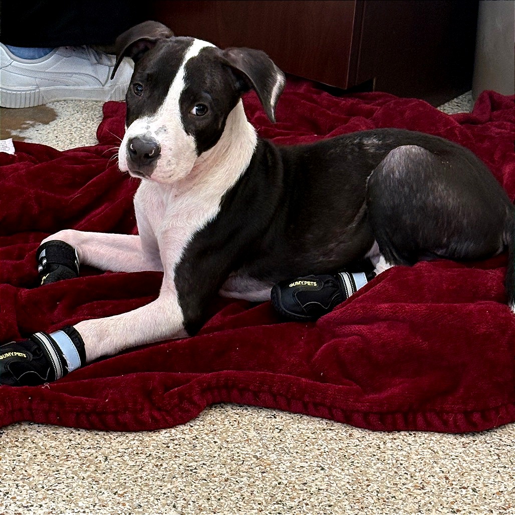 BUBBLE GUM - Mixed Breed (Medium) available for adoption