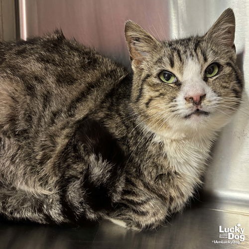 MUFFIN MAN - Domestic Shorthair available for adoption