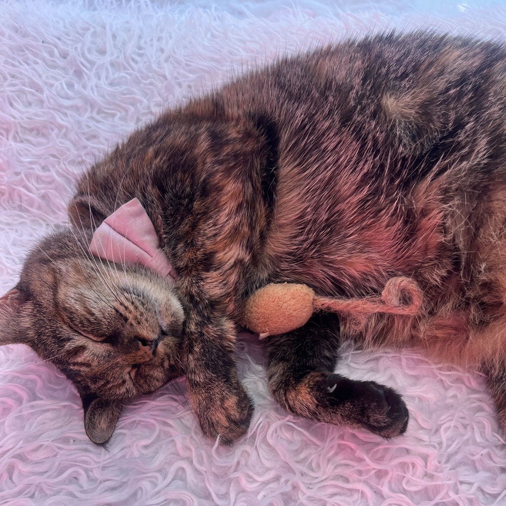 Miss Fuzzy Pants