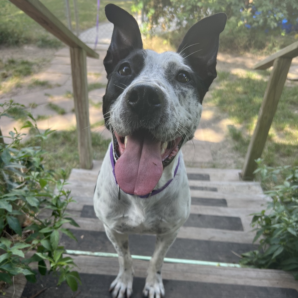 Speckles, photo 17