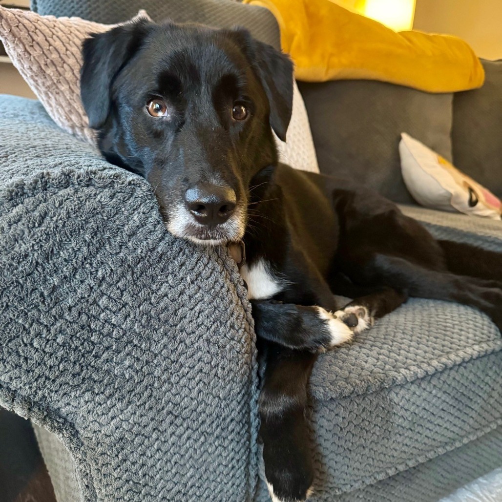 COOPER (IN FOSTER) - Shepherd / Collie available for adoption