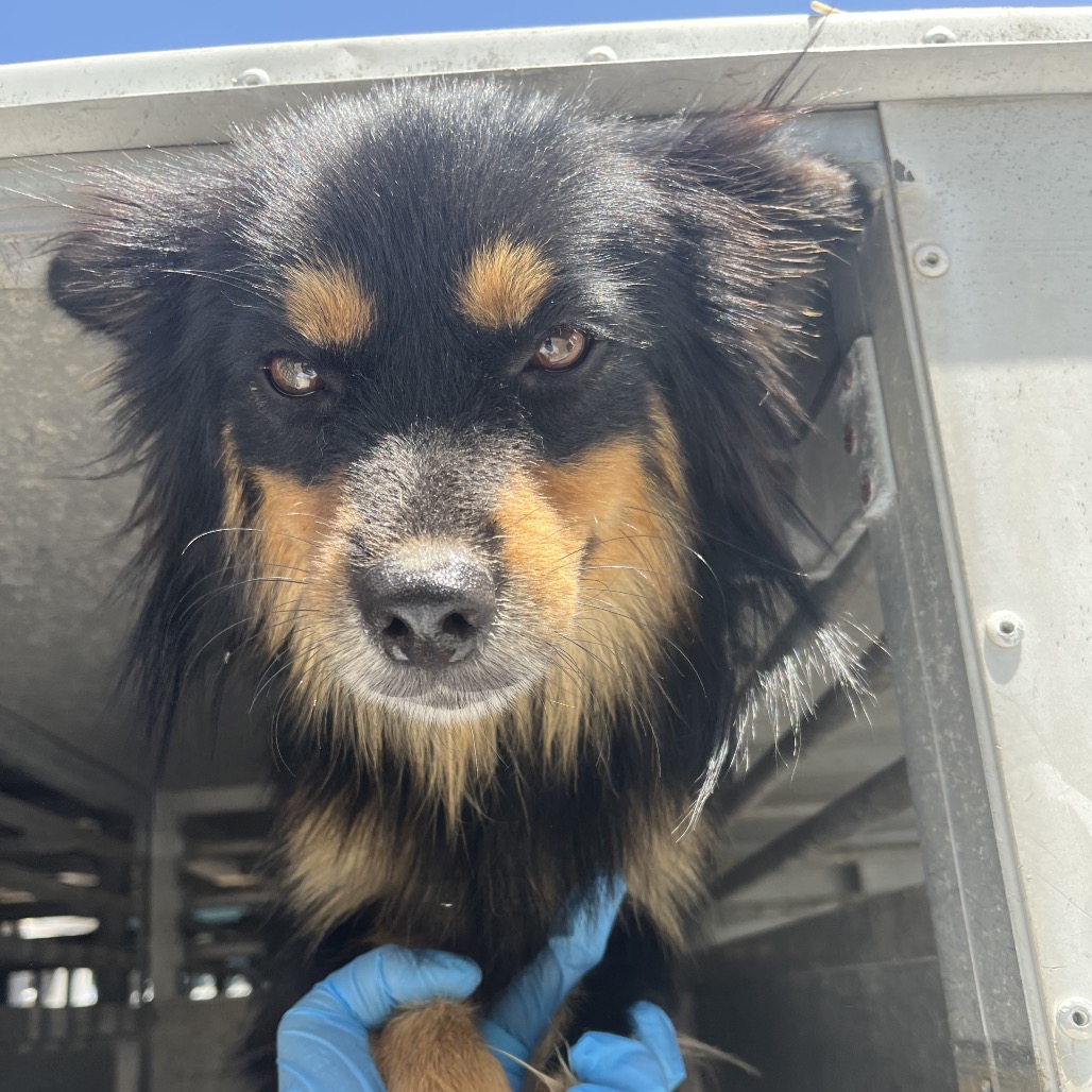 Pooh-bear, available for adoption at PVAS