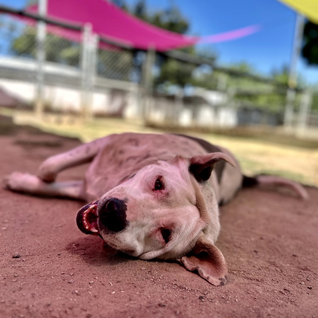 Georgie, photo 12