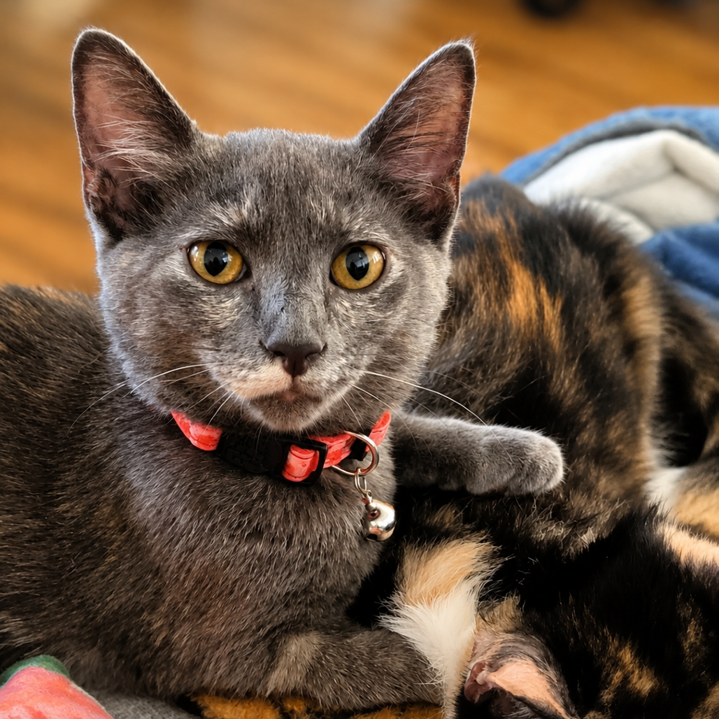 HUNTRESS - Domestic Shorthair available for adoption