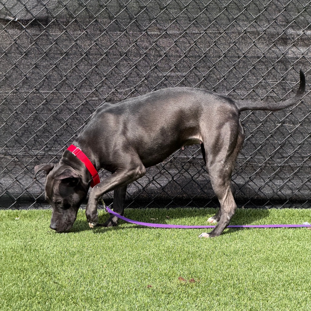 Photo of Witch Hazel 4