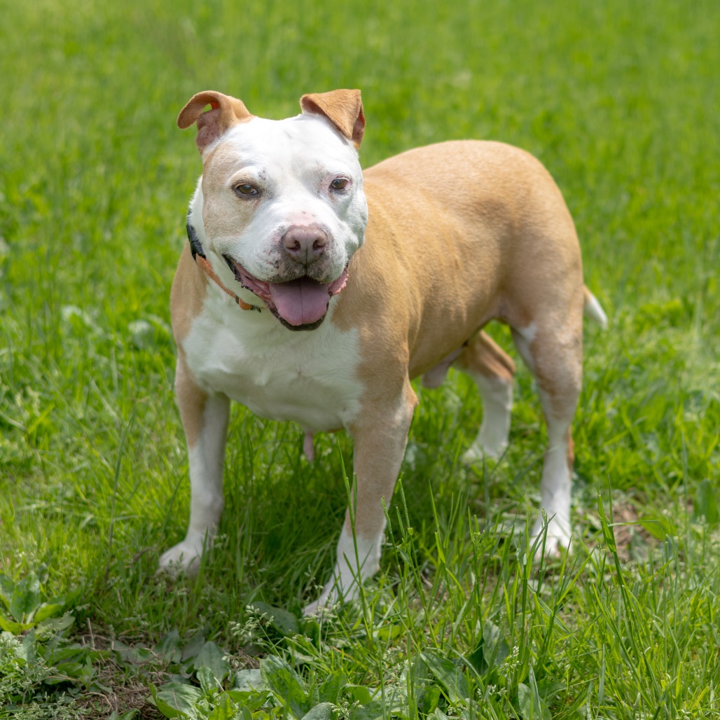 Vinnie, additional photo