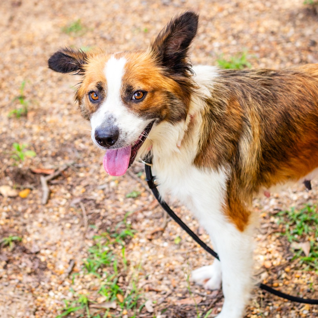 FROYO - Shepherd, Australian / Cattle Dog available for adoption