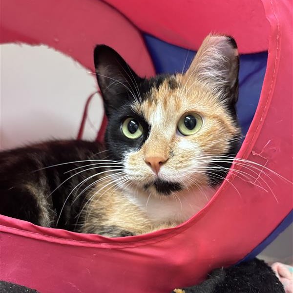 Tenshi: Female 11 Domestic Shorthair