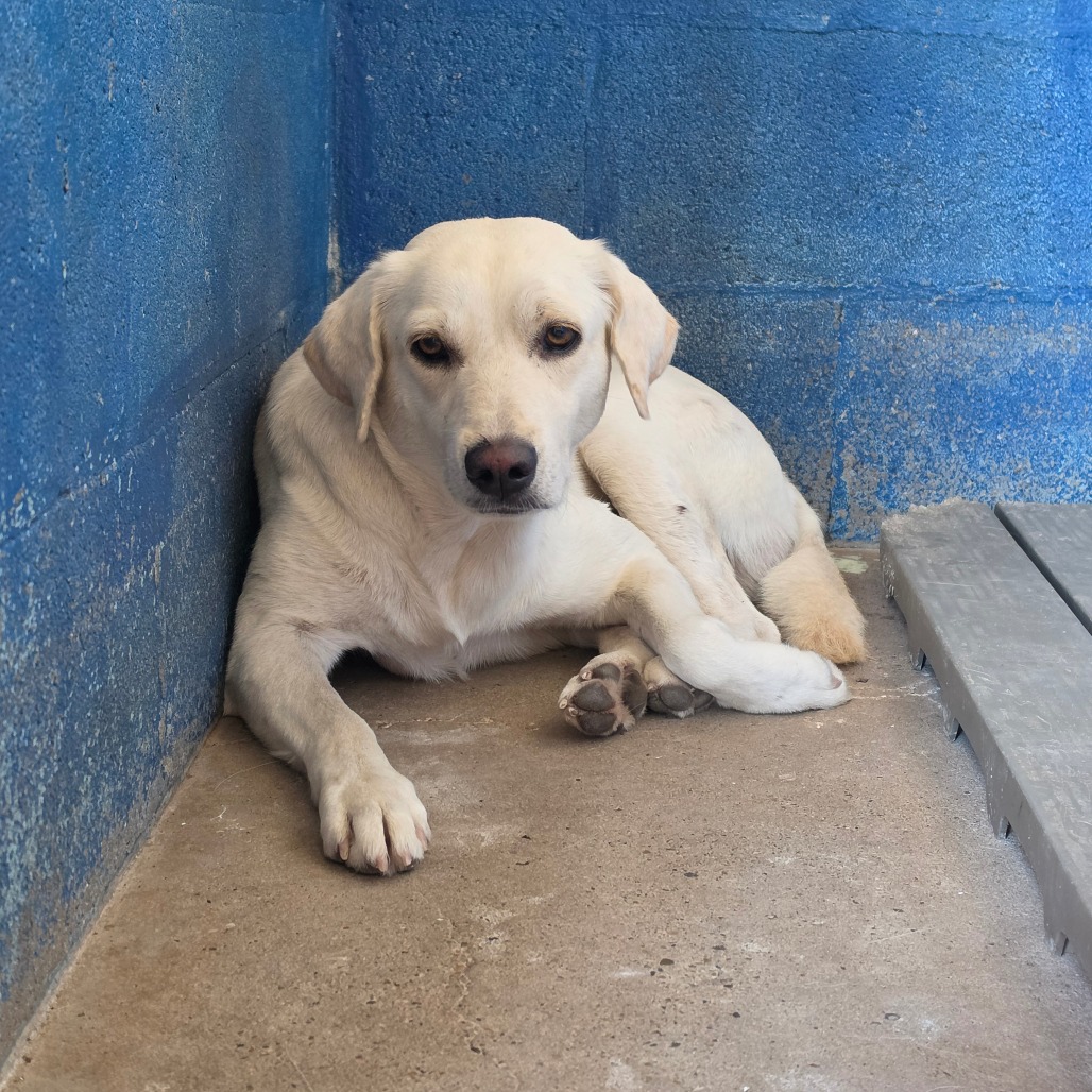 Buster, photo 2