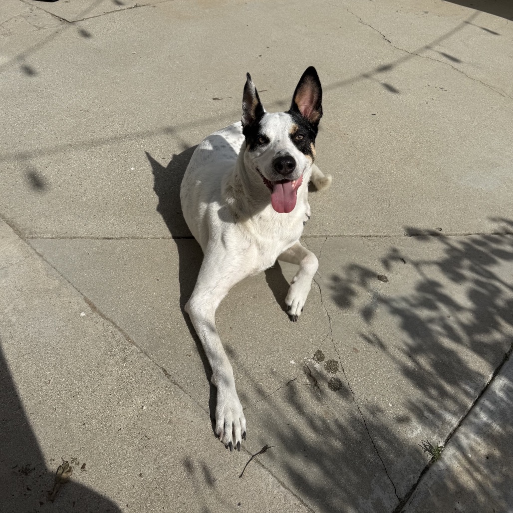 Harley, photo 2