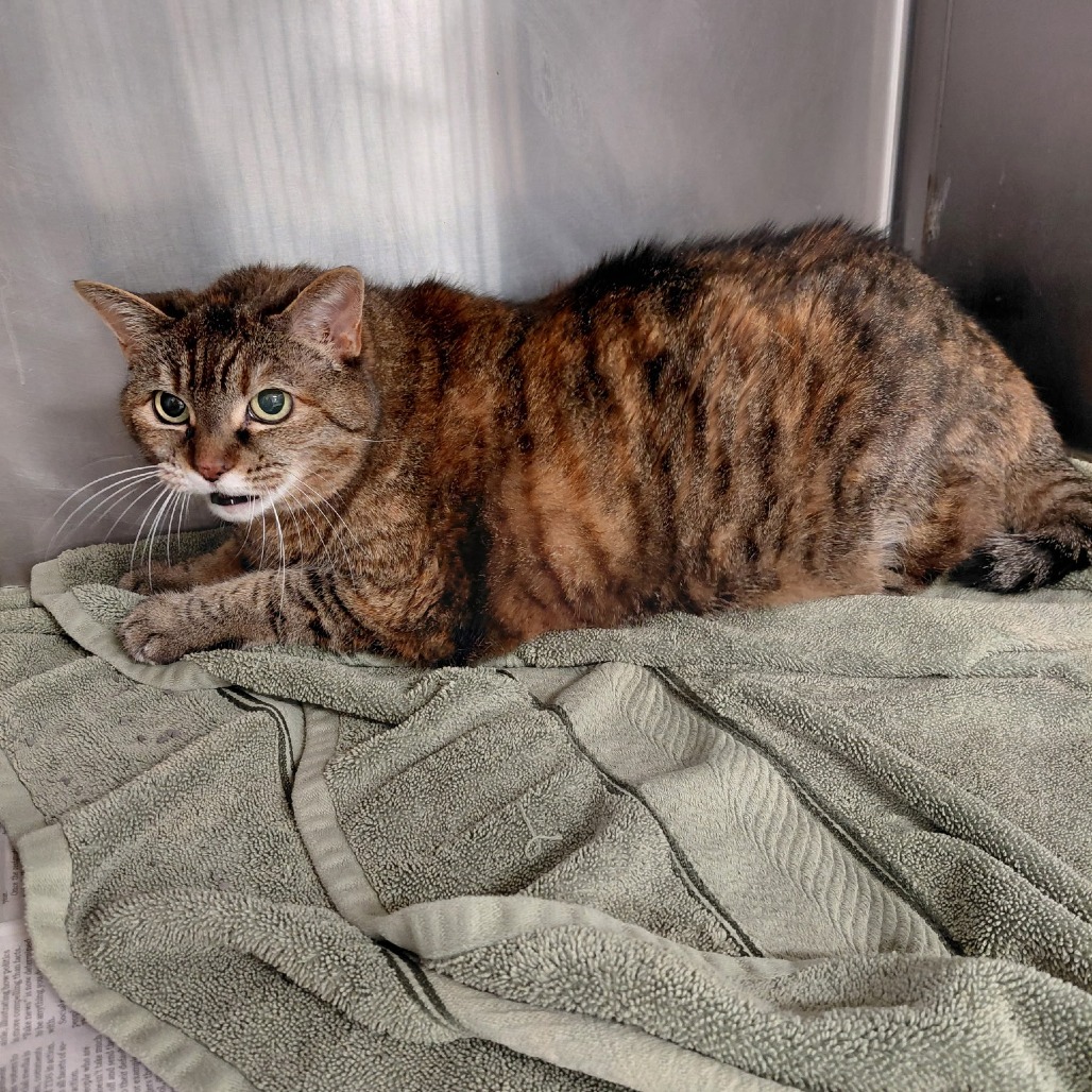 BAHAMA MAMA - Domestic Shorthair available for adoption
