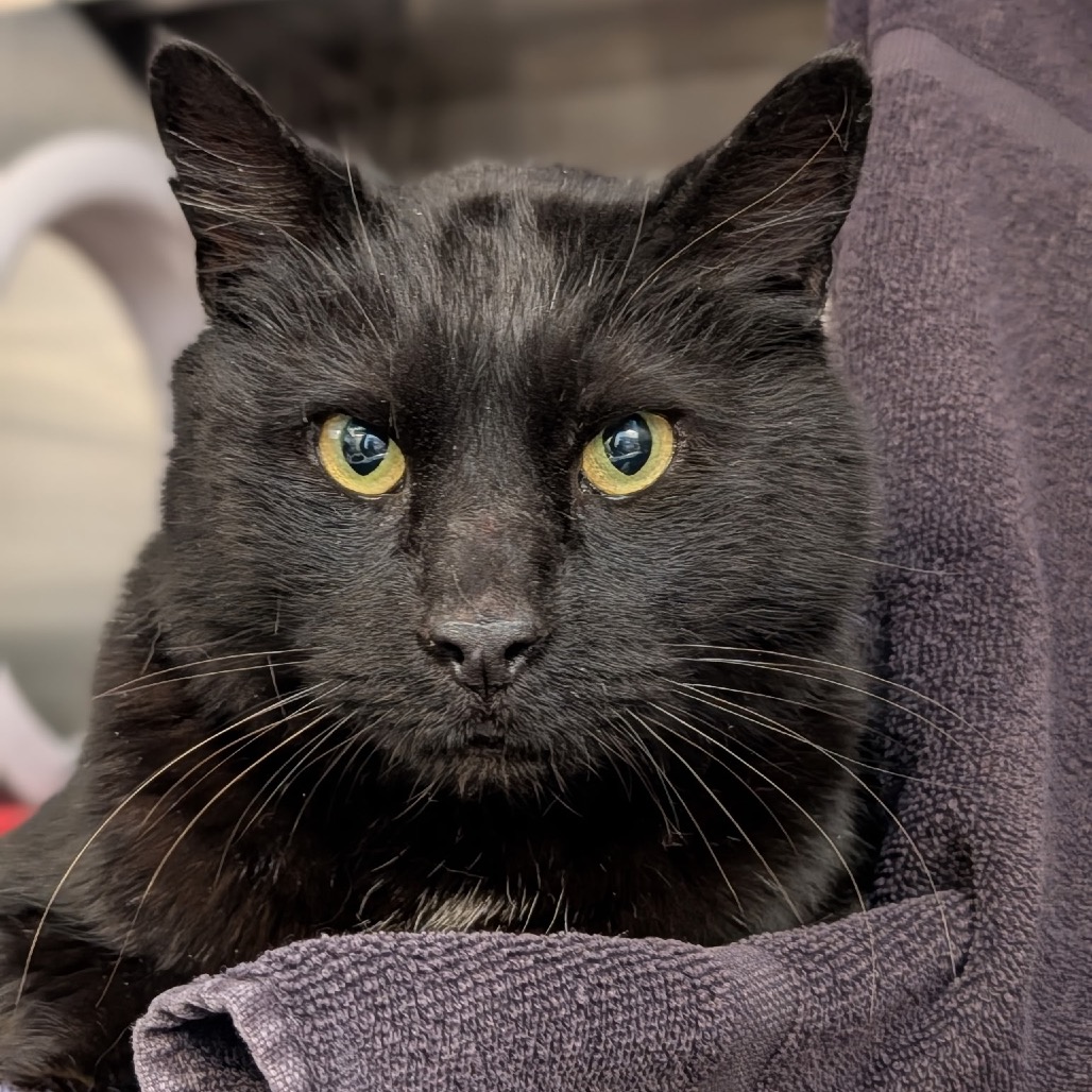 Photo of Salem
