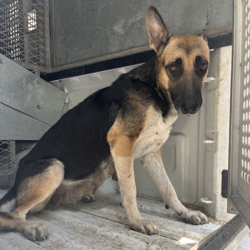 MRS. PRICKLEPANTS - Shepherd available for adoption
