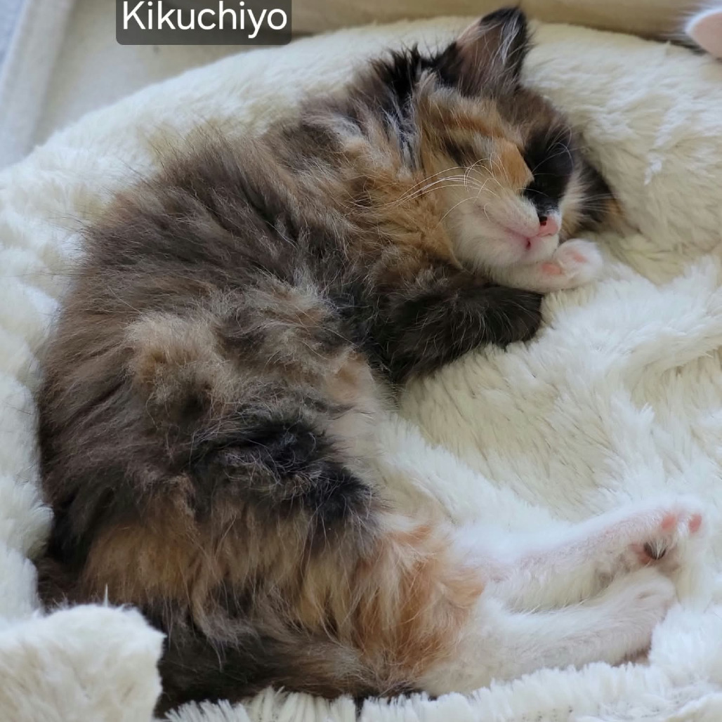 Kikuchiyo, photo 3