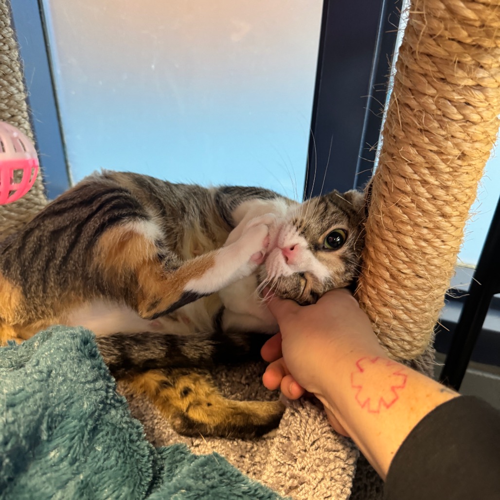 Photo of Canberra and Havana 4