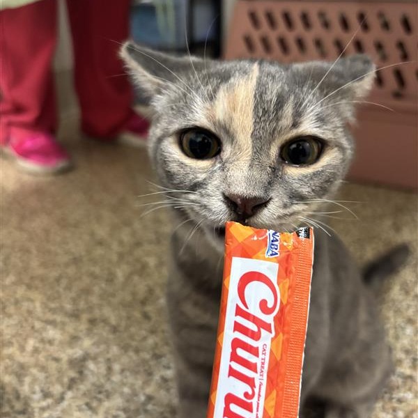 HARLEY - Domestic Shorthair available for adoption