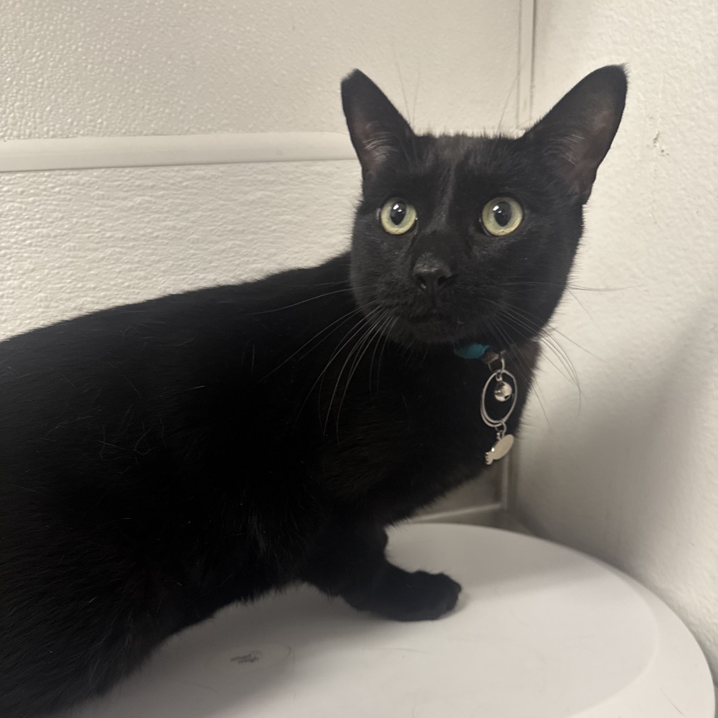 BINX - Domestic Shorthair available for adoption