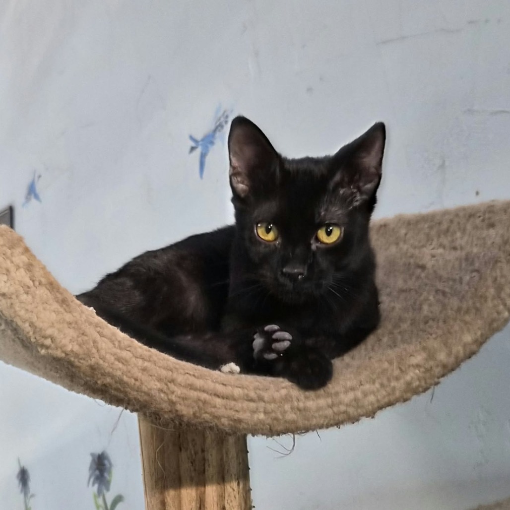 SIR CATRICK - Domestic Shorthair available for adoption