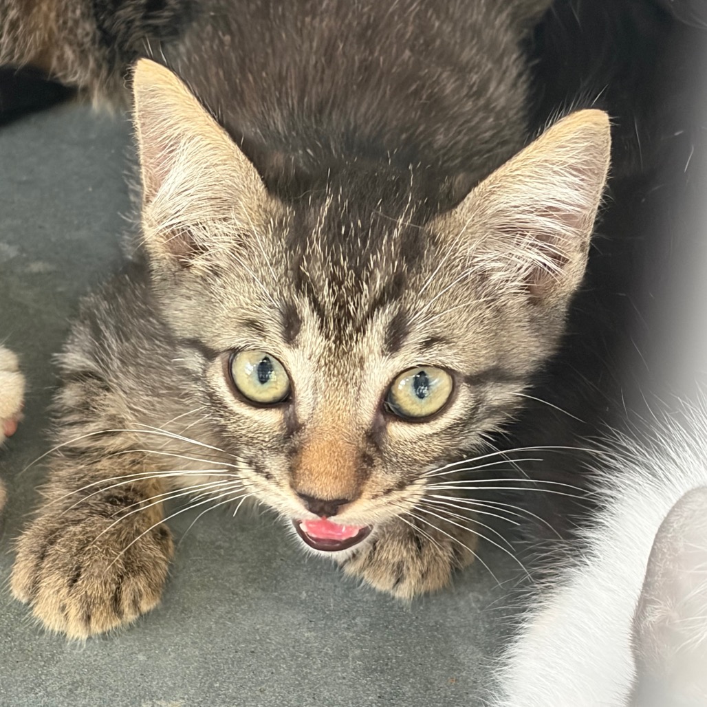 CLEMENTINE - Domestic Shorthair available for adoption