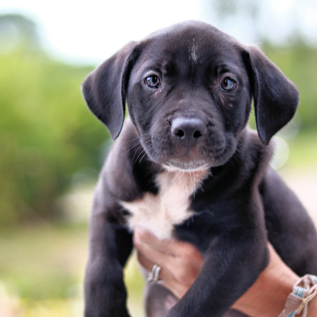 NY Rolly (Foster in Carmel NY)