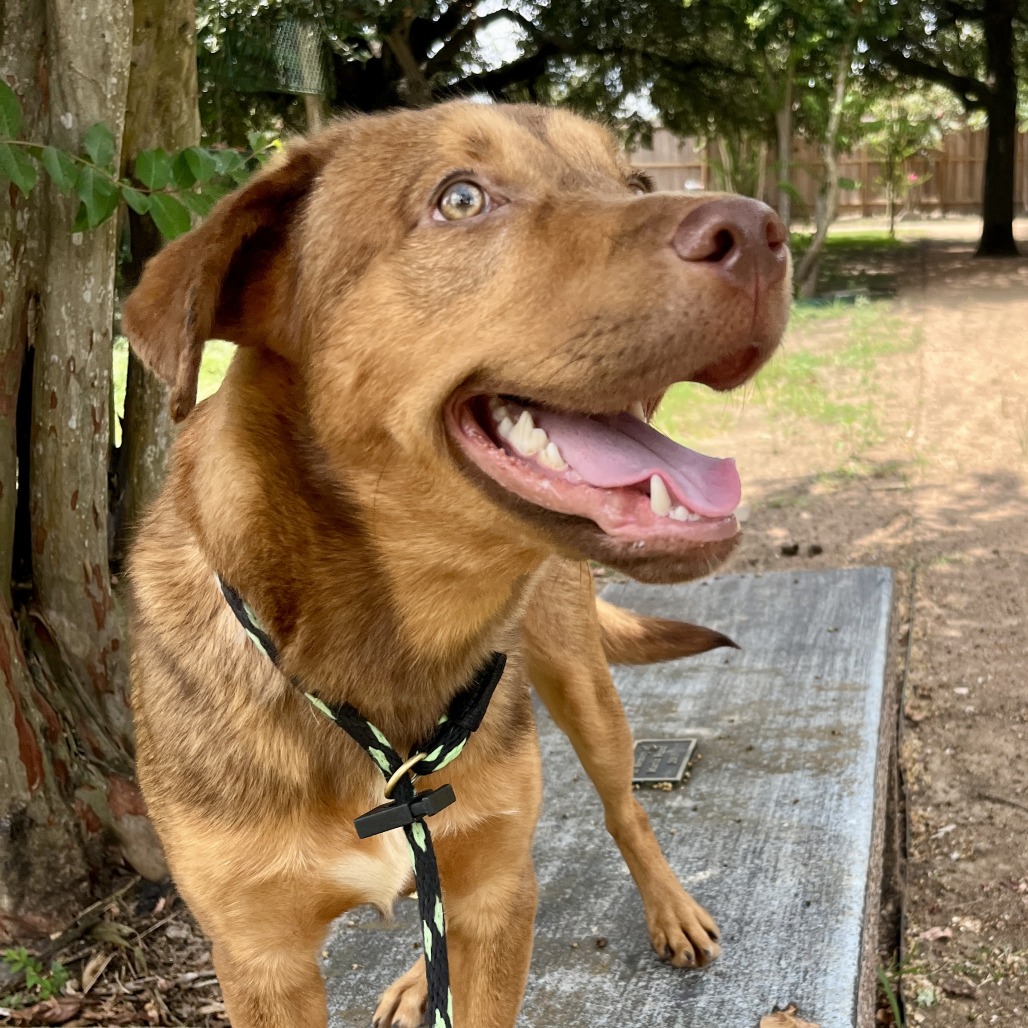 SPARKLES (BOB) - Mixed Breed (Medium) available for adoption