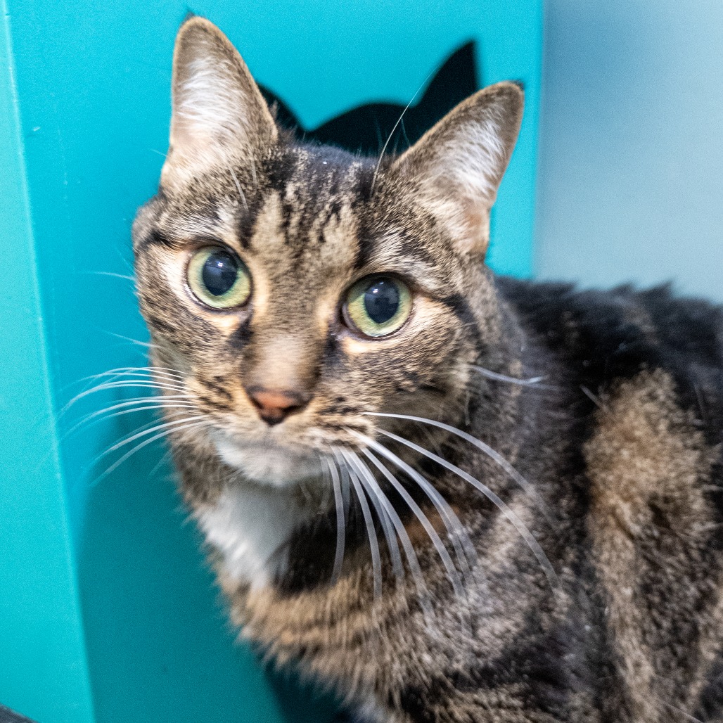 AMARI - Domestic Shorthair available for adoption